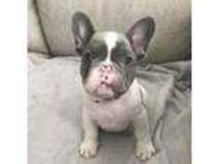 French Bulldog Puppy for sale in Nampa, ID, USA
