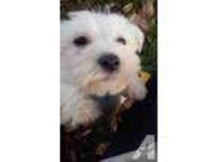 Maltese Puppy for sale in MONTCLAIR, NJ, USA