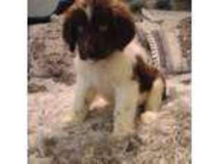 Newfoundland Puppy for sale in Tilton, IL, USA