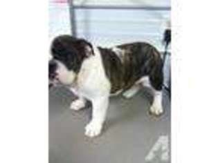 Bulldog Puppy for sale in MOUNT OLIVE, NC, USA