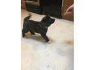 Akita Puppy for sale in Cedar Springs, MI, USA