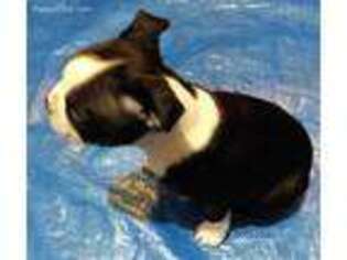 Boston Terrier Puppy for sale in Lakewood, WA, USA