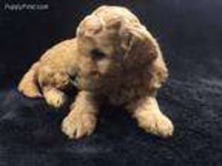 Goldendoodle Puppy for sale in London, OH, USA