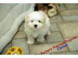 Mal-Shi Puppy for sale in Hickory, NC, USA