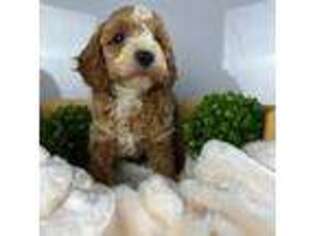 Cavapoo Puppy for sale in Moorpark, CA, USA