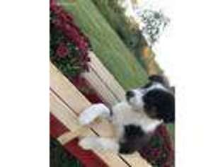 Australian Shepherd Puppy for sale in Terre Haute, IN, USA