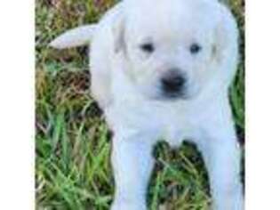 Labrador Retriever Puppy for sale in Fort Meade, FL, USA