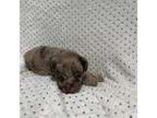 Mutt Puppy for sale in Louisville, OH, USA