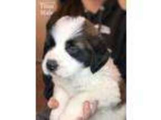 Saint Bernard Puppy for sale in Saint Elmo, IL, USA