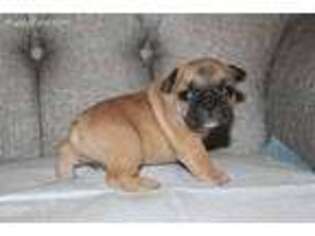 French Bulldog Puppy for sale in Vermillion, KS, USA