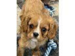 Cavalier King Charles Spaniel Puppy for sale in Colts Neck, NJ, USA