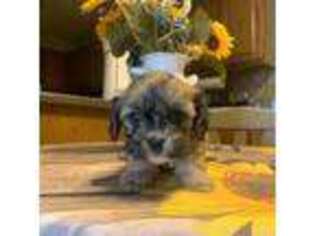 Havanese Puppy for sale in Selma, NC, USA