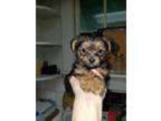 Yorkshire Terrier Puppy for sale in Snow Hill, NC, USA