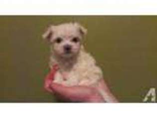 Maltese Puppy for sale in Meridian, ID, USA