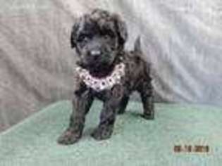 Goldendoodle Puppy for sale in Orange, TX, USA