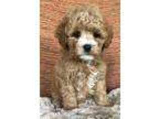 Cavapoo Puppy for sale in Crescent, OK, USA