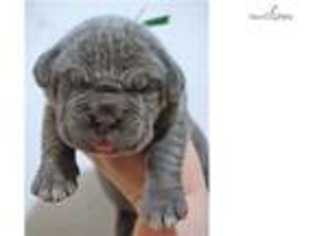 Neapolitan Mastiff Puppy for sale in Findlay, OH, USA