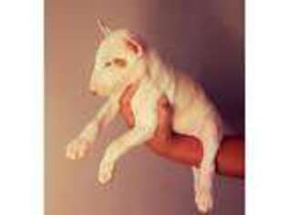 Bull Terrier Puppy for sale in Goldsboro, NC, USA