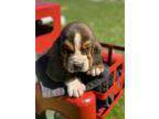 Basset Hound Puppy for sale in Mohnton, PA, USA