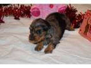 Dachshund Puppy for sale in Tehachapi, CA, USA