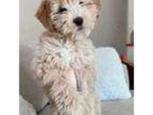 Goldendoodle Puppy for sale in Fortville, IN, USA