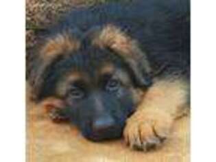 German Shepherd Dog Puppy for sale in Torrington, CT, USA
