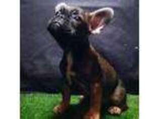 French Bulldog Puppy for sale in Pleasant Grove, UT, USA
