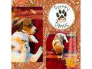 Dachshund Puppy for sale in Dewitt, VA, USA