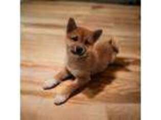 Shiba Inu Puppy for sale in San Jacinto, CA, USA