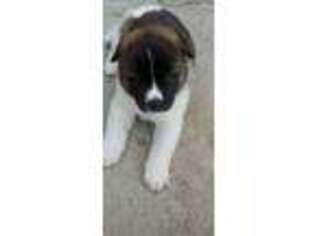 Akita Puppy for sale in Lake Worth, FL, USA
