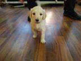 Goldendoodle Puppy for sale in Dinosaur, CO, USA