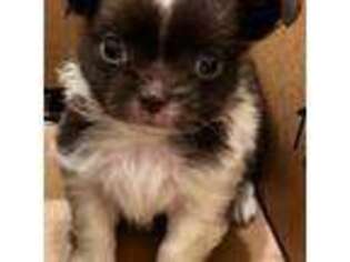 Chihuahua Puppy for sale in Huntington Beach, CA, USA