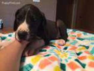 Great Dane Puppy for sale in Newburg, PA, USA