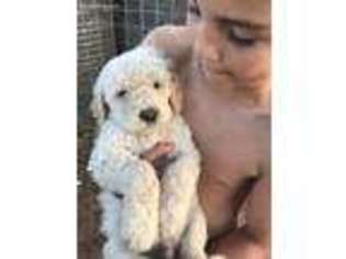 Goldendoodle Puppy for sale in Okarche, OK, USA