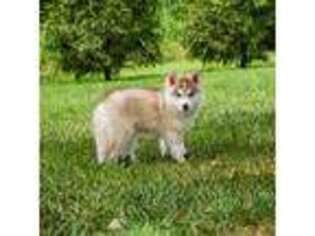 Siberian Husky Puppy for sale in Seymour, TN, USA