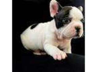 French Bulldog Puppy for sale in Bradenton, FL, USA