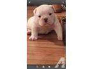 Bulldog Puppy for sale in JERSEY CITY, NJ, USA