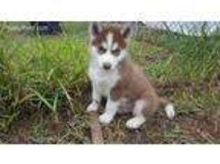 Siberian Husky Puppy for sale in Rosenberg, TX, USA