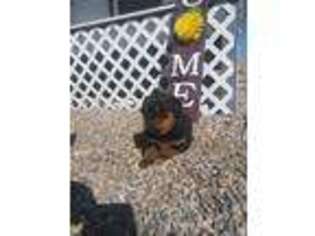 Rottweiler Puppy for sale in Woodburn, IN, USA
