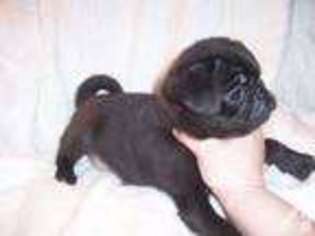 Pug Puppy for sale in PORTLAND, OR, USA