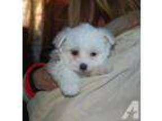 Coton de Tulear Puppy for sale in ROLLA, MO, USA