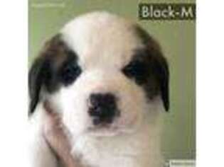 Saint Bernard Puppy for sale in Coldwater, MI, USA