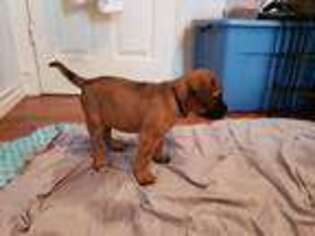 Mastiff Puppy for sale in Alice, TX, USA