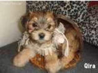 Yorkshire Terrier Puppy for sale in Wills Point, TX, USA