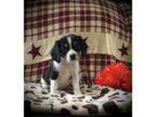 Beagle Puppy for sale in Clare, MI, USA