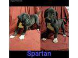 Great Dane Puppy for sale in Peoria, IL, USA