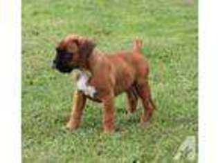 Boxer Puppy for sale in FAYETTEVILLE, NC, USA