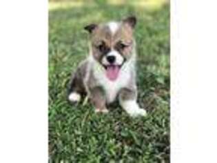 Pembroke Welsh Corgi Puppy for sale in Snow Hill, NC, USA