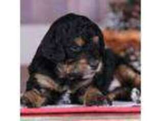Mutt Puppy for sale in New Concord, KY, USA