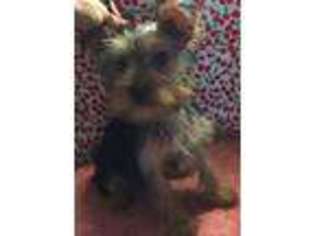 Yorkshire Terrier Puppy for sale in Sunset, SC, USA